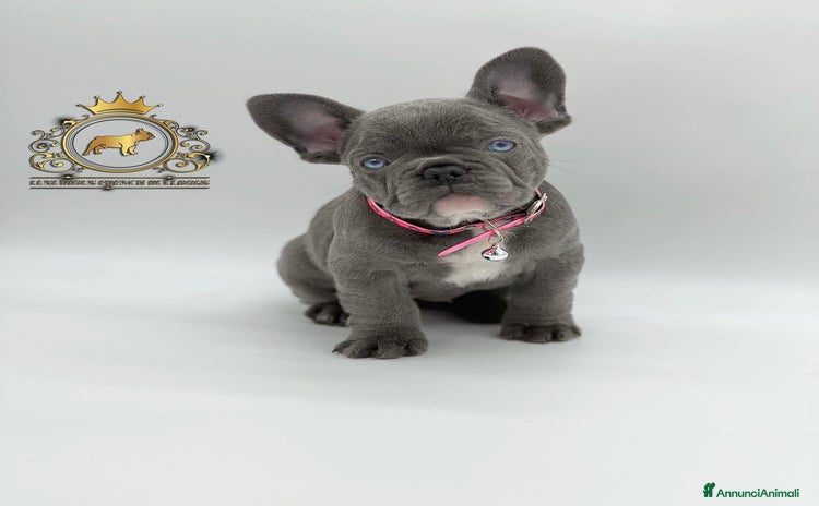 Bulldog Francese cani a Provincia di Parma - Annuncio 6