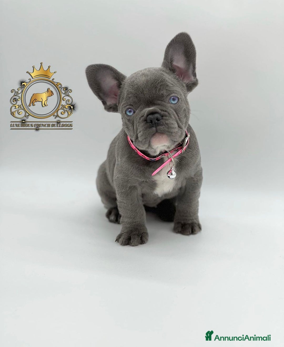 Bulldog Francese cani in vendita: Lélite del bulldog francese Blue a Provincia di Parma - Immagine 1