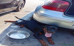 Rottweiler cani in vendita: Rottweiler  - Annuncio 2