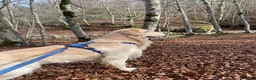 Golden Retriever cani per accoppiamento: Golden americano da monta (Pedigree) - Annuncio 4