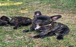 Bulldog Francese cani in vendita: Bulldog francese bringee a Provincia di Ancona - Immagine 2
