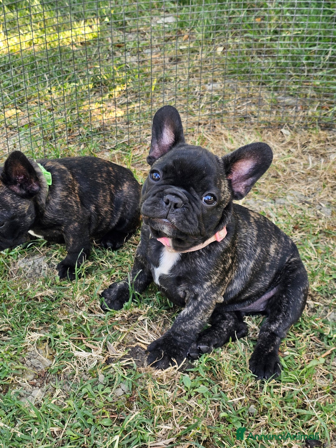 Bulldog Francese cani in vendita: Bulldog francese bringee a Provincia di Ancona - Immagine 2