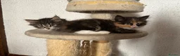Siberiano gatti in vendita: Gattini siberiani ipoallergenici  - Annuncio 8