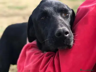 Meticcio cani Santo, il suo nome lo descrive in pieno a Provincia di Latina - Annuncio 2