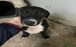 Meticcio cani in regalo: IL SIMPATICO MUSETTO DI THOR - Immagine 5