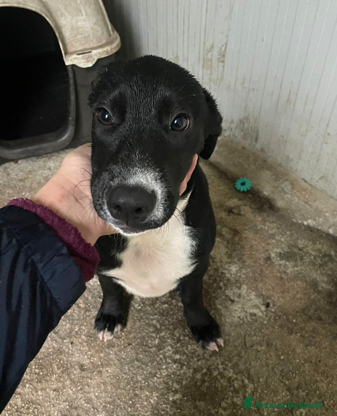 Meticcio cani in regalo: IL SIMPATICO MUSETTO DI THOR - Immagine 5