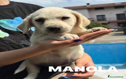 Labrador cani in regalo: Mamma LABRADOR e cuccioli di 3 MESI! - Immagine 3