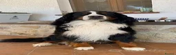 Bovaro del Bernese cani per accoppiamento: CIAO SONO ARON - Annuncio 2