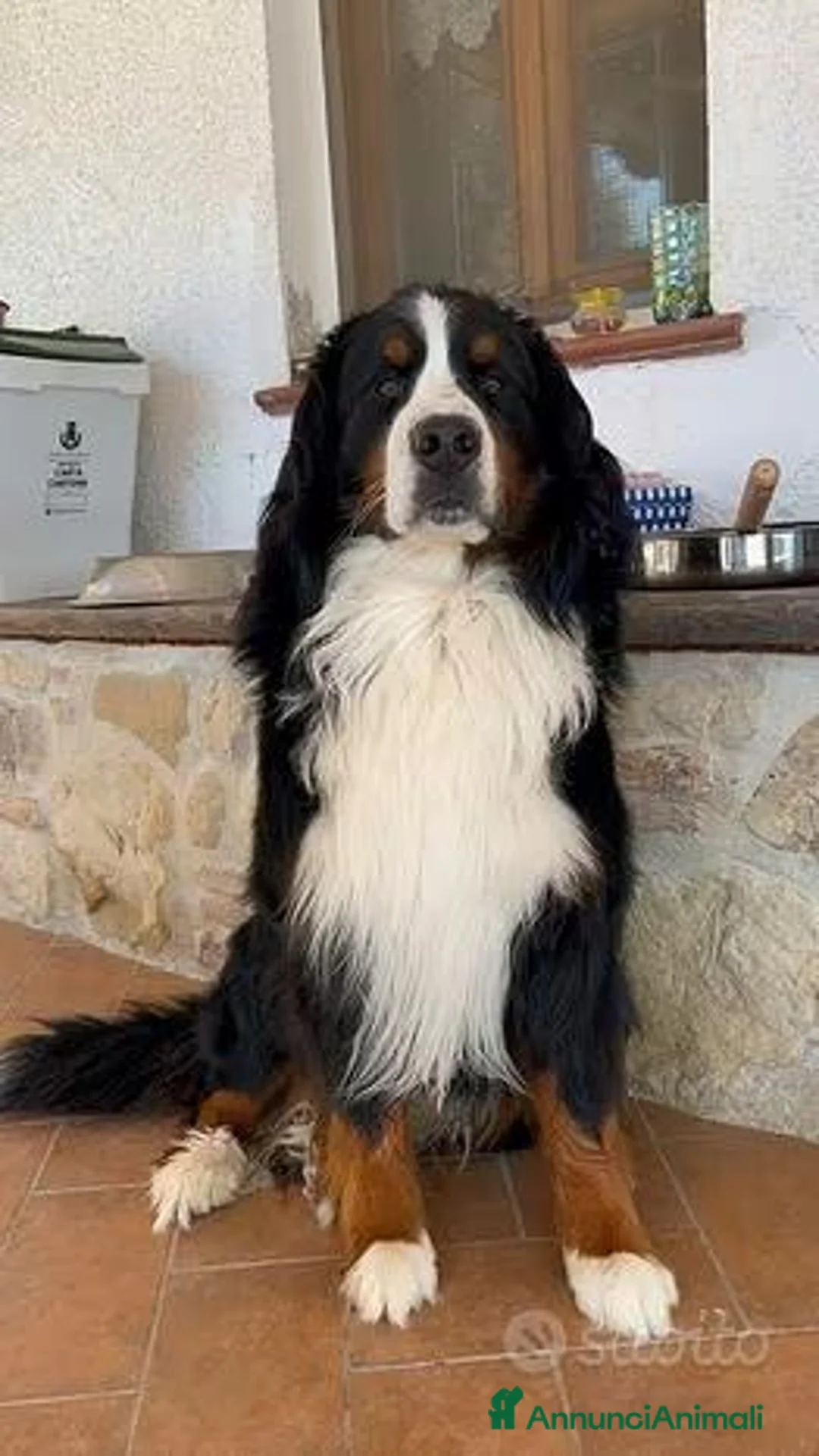 Bovaro del Bernese cani per accoppiamento: CIAO SONO ARON - Annuncio 2