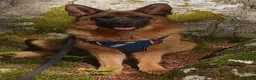 Pastore Tedesco cani in vendita: PASTORI TEDESCHI - Annuncio 34