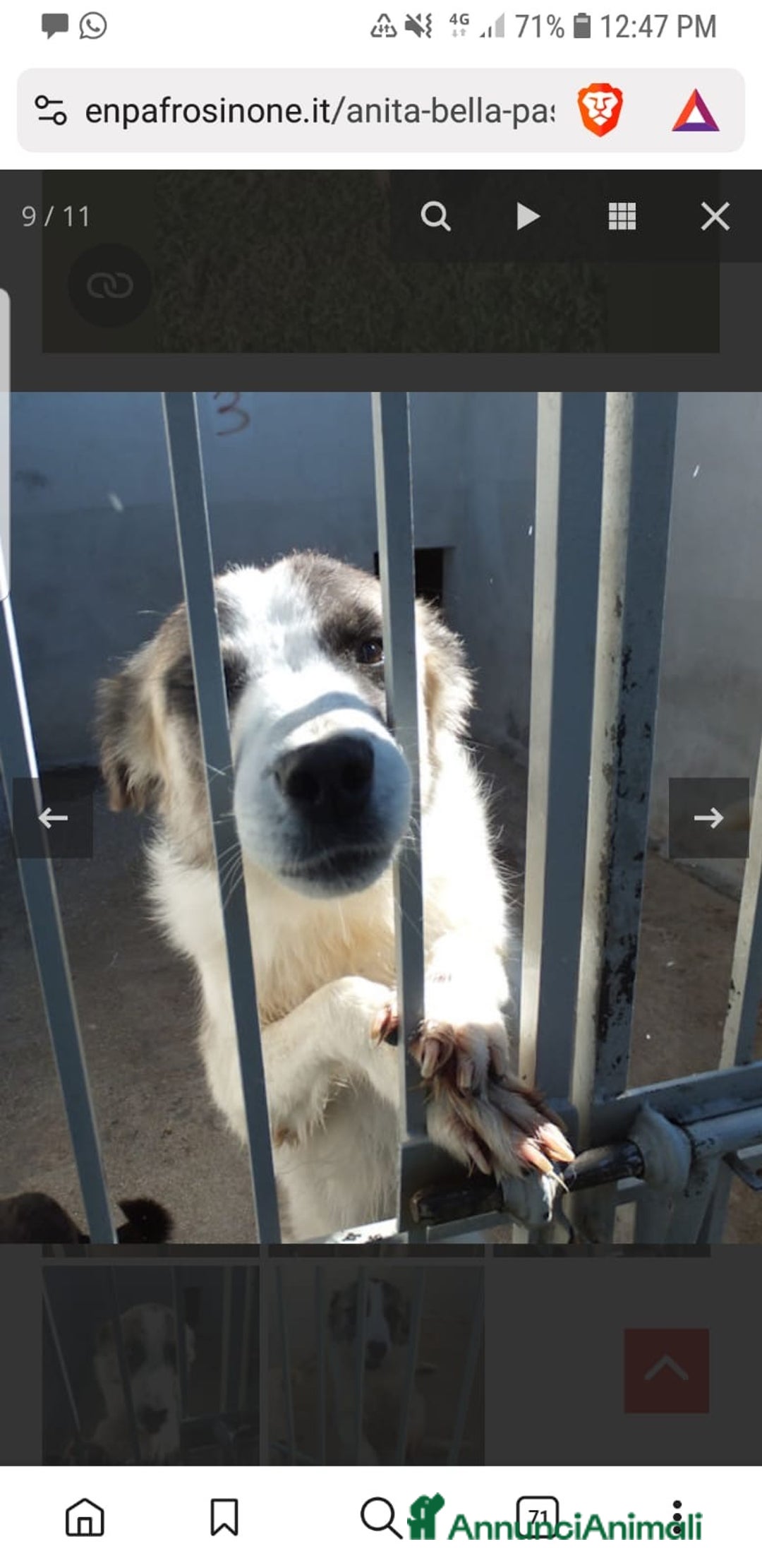 Australian Shepherd cani in regalo: ADOZ.DEL CUORE: pastorina, dolce,buona,vive in box - Annuncio 1