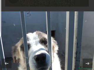 Australian Shepherd cani ADOZ.DEL CUORE: pastorina, dolce,buona,vive in box - Annuncio 33