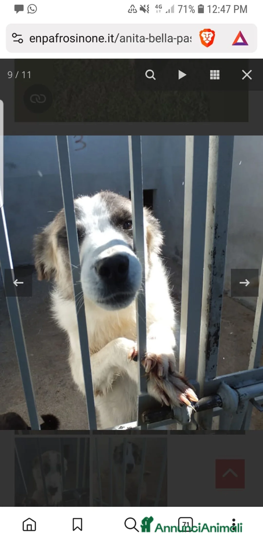 Australian Shepherd cani in regalo: ADOZ.DEL CUORE: pastorina, dolce,buona,vive in box - Annuncio 1