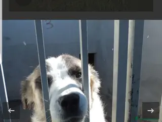 Australian Shepherd cani ADOZ.DEL CUORE: pastorina, dolce,buona,vive in box - Annuncio 34