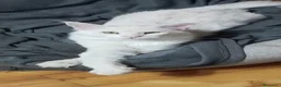 Maine Coon gatti in vendita: Cuccioli Maine Coon con Pedigree ANFI a Provincia di Bergamo - Annuncio 5