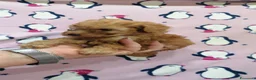 Barboncino Toy cani in vendita: Barbonicini Toy cuccioli - Annuncio 9