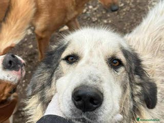 Meticcio cani GRISU', dolce gigante buono cerca famiglia! - Annuncio 36