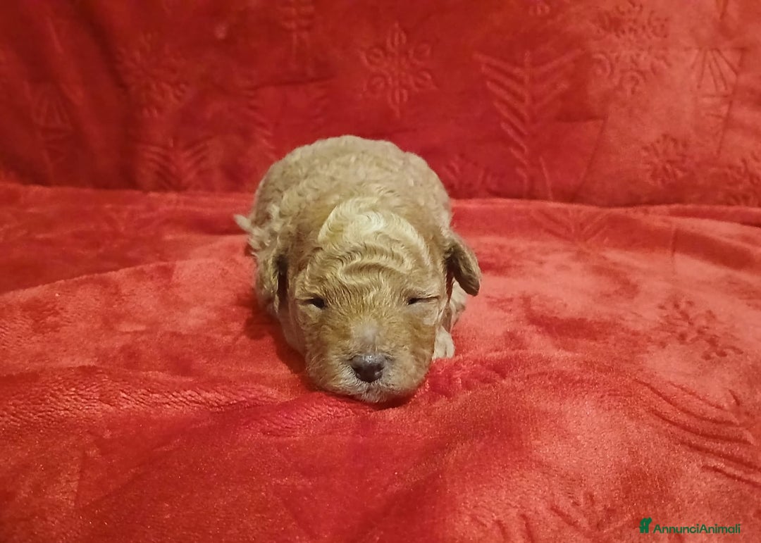 Barboncino Toy cani in vendita: Barboncini toy  - Annuncio 4