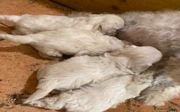 Meticcio cani in vendita: Cuccioli maltipoo - Immagine 2