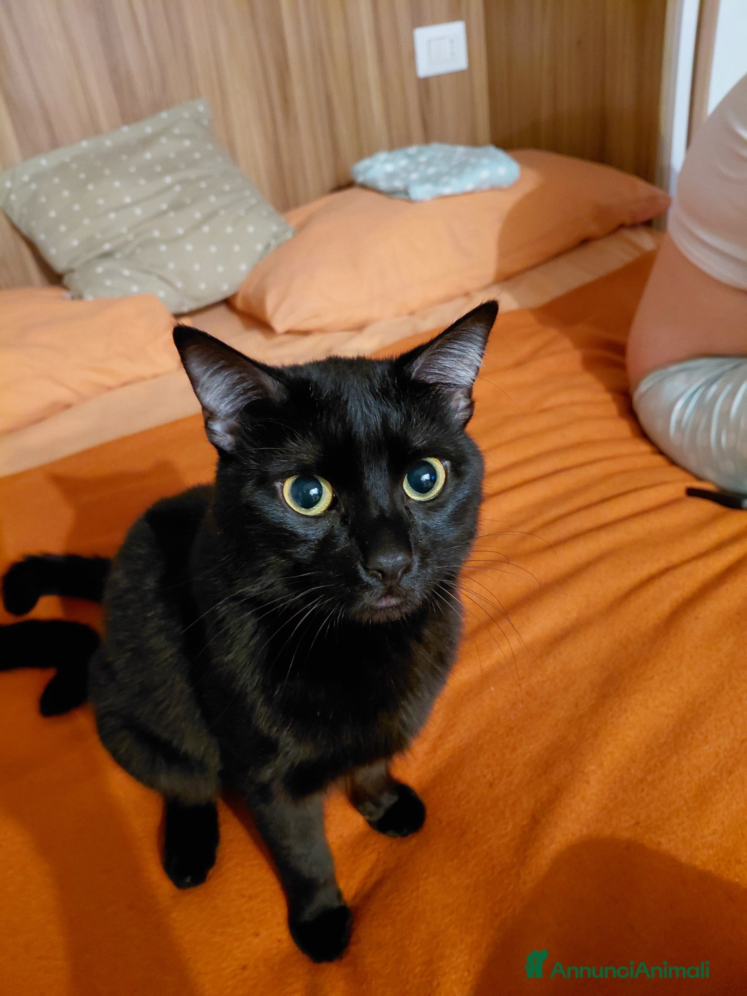 Europeo gatti Mirtillo  1 anno e mezzo - Annuncio 1
