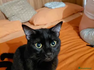 Europeo gatti Mirtillo 1 anno e mezzo - Annuncio 3