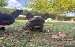 Bulldog Francese cani in vendita: BULLDOG FRANCESI - Immagine 1