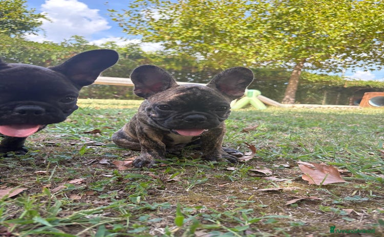 Bulldog Francese cani - Annuncio 11