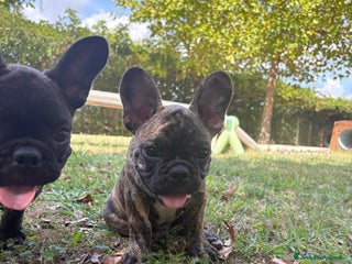 Bulldog Francese cani - Annuncio 10