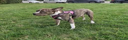 Altre razze cani in regalo: Bellissima amstaff cerca casa - Annuncio 5