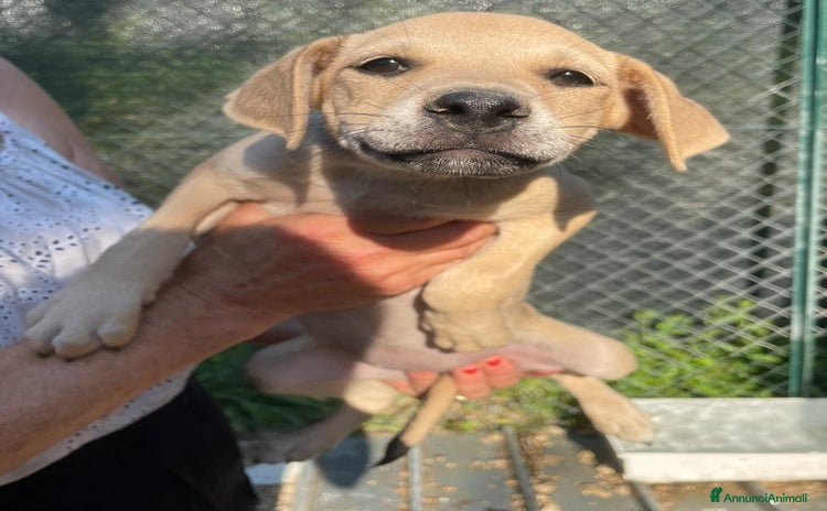 Meticcio cani a Provincia di Ravenna - Annuncio 14