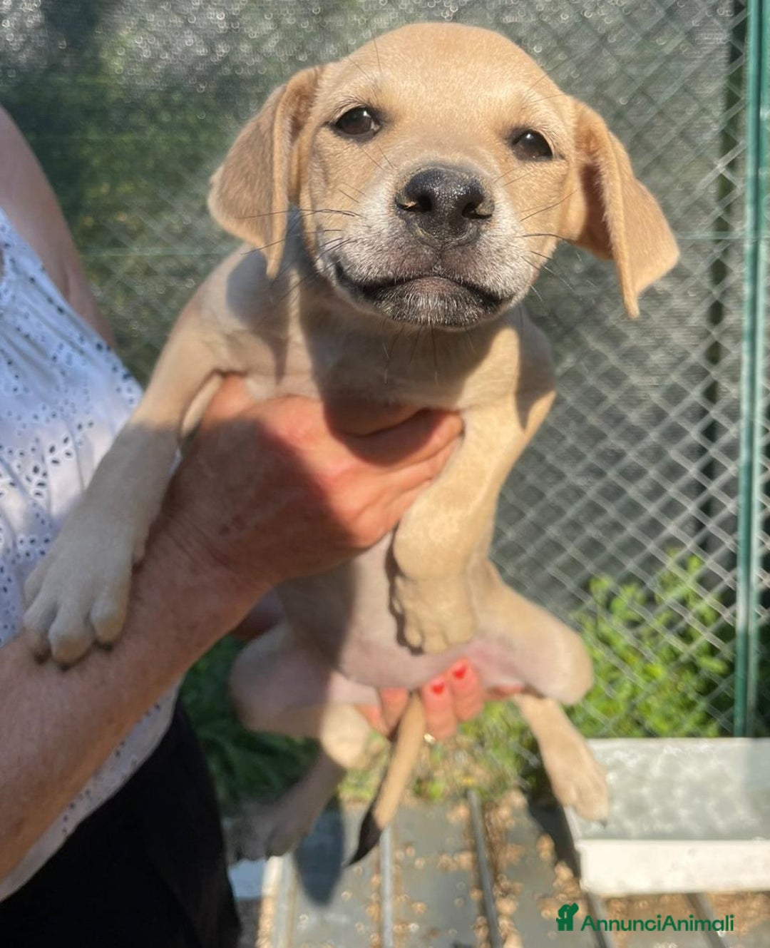 Meticcio cani in regalo: LA DOLCISSIMA INDIANA ASPETTA TE a Provincia di Ravenna - Immagine 1