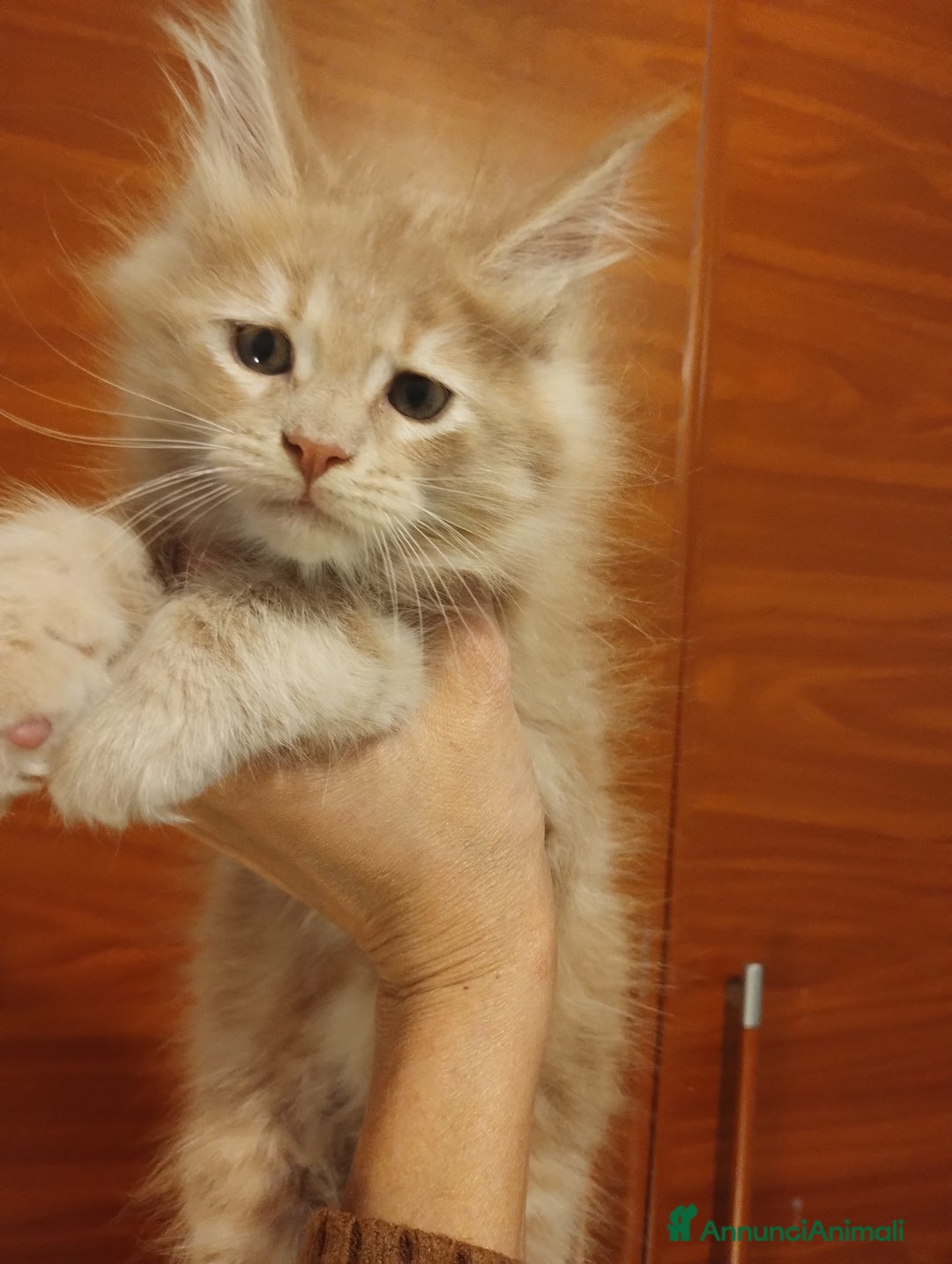 Maine Coon gatti in vendita: Mainecoon con pedigree ANFI  - Annuncio 3