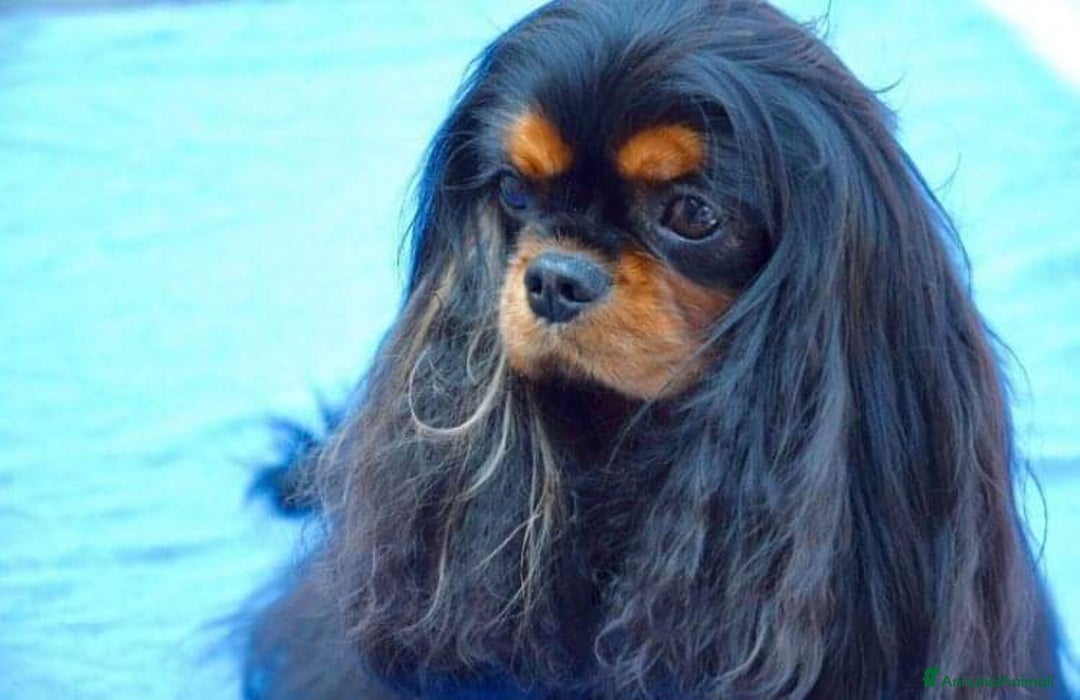 Immagine della galleria {{count}}