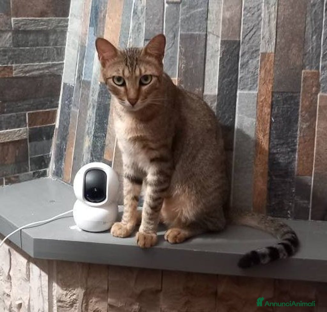 Europeo gatti in regalo: Tenero micino da adottare, JAMES! - Annuncio 5