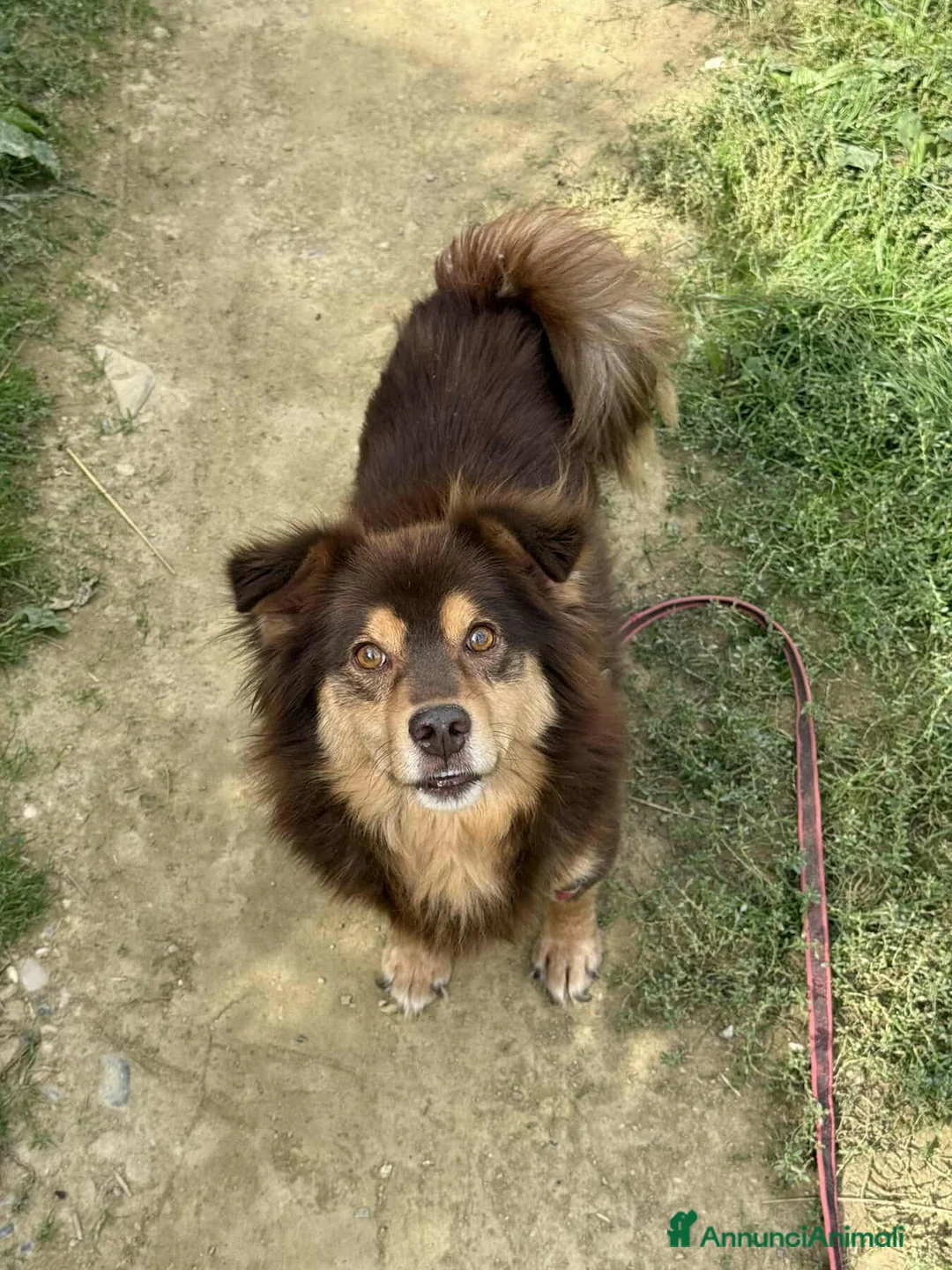 Meticcio cani in regalo: CHILI, pelosone TAGLIA PICCOLA! - Annuncio 5