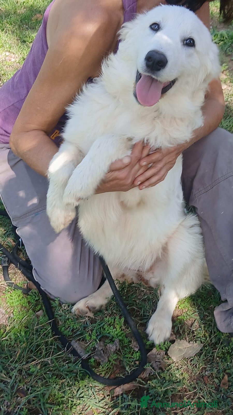 Meticcio cani LA BELLISSIMA NEVE E' IN CERCA DI FORTUNA... - Annuncio 35