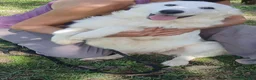 Meticcio cani in regalo: LA BELLISSIMA NEVE E' IN CERCA DI FORTUNA... - Annuncio 1