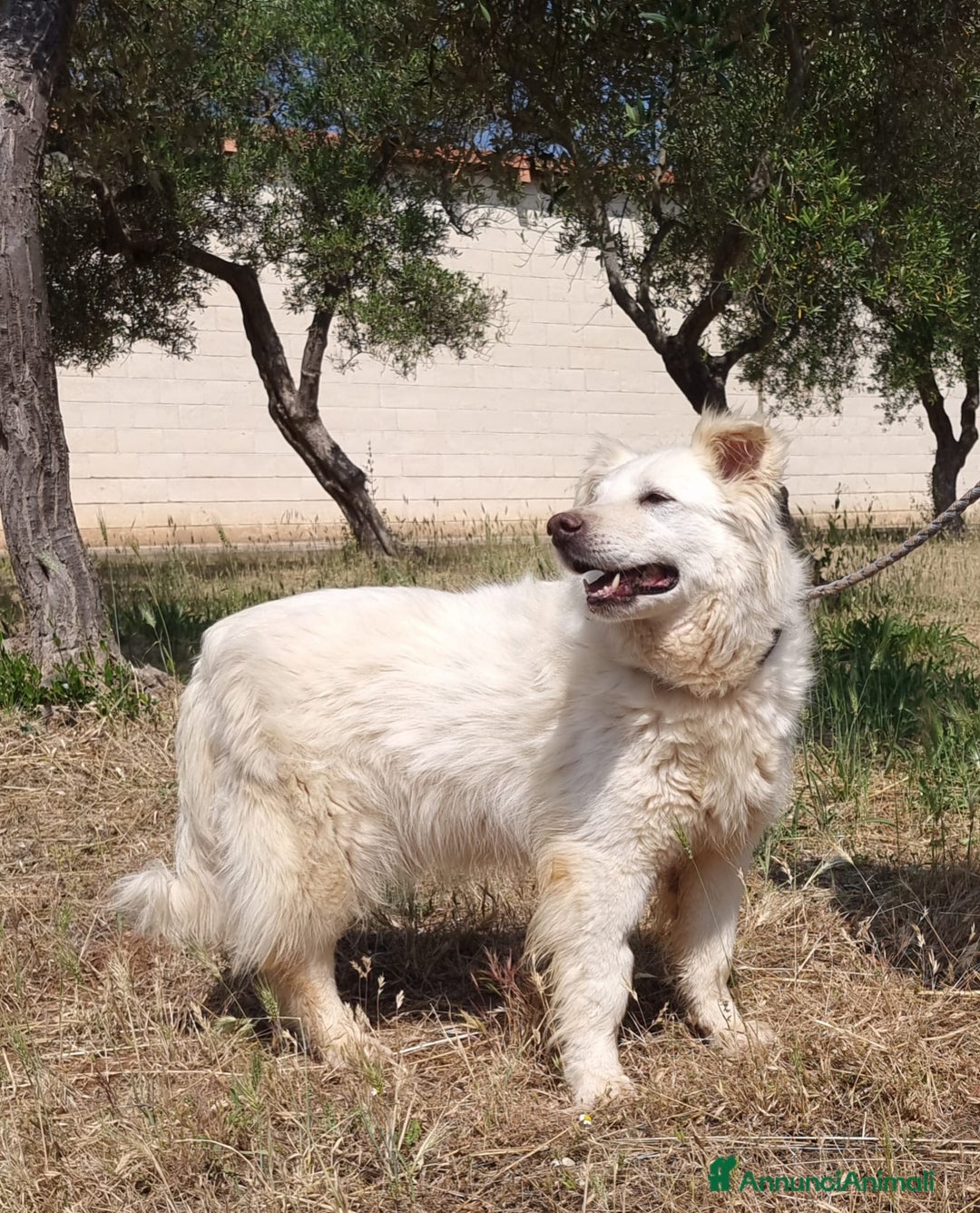 Meticcio cani in regalo: Nonna Penny Cerca Famiglia. Info Monica 3890238584 - Annuncio 6