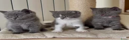 Scottish gatti in vendita: Scottish fold e straight  - Annuncio 37
