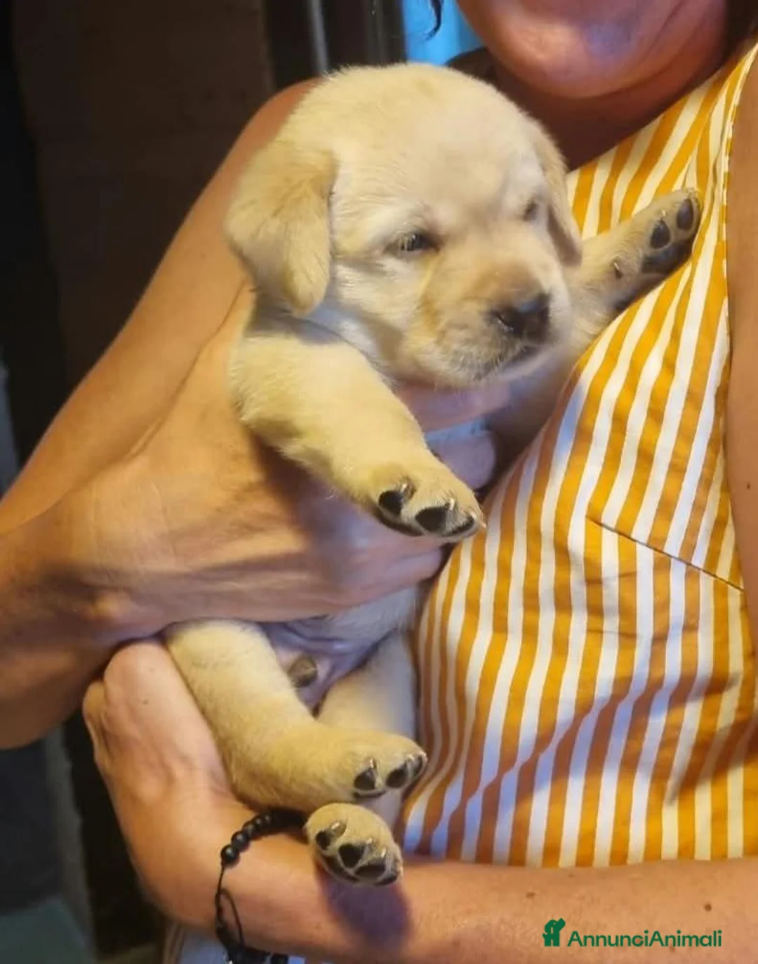 Labrador cani in vendita: Cuccioli labrador maschi con pedigree a Provincia di Vicenza - Annuncio 1
