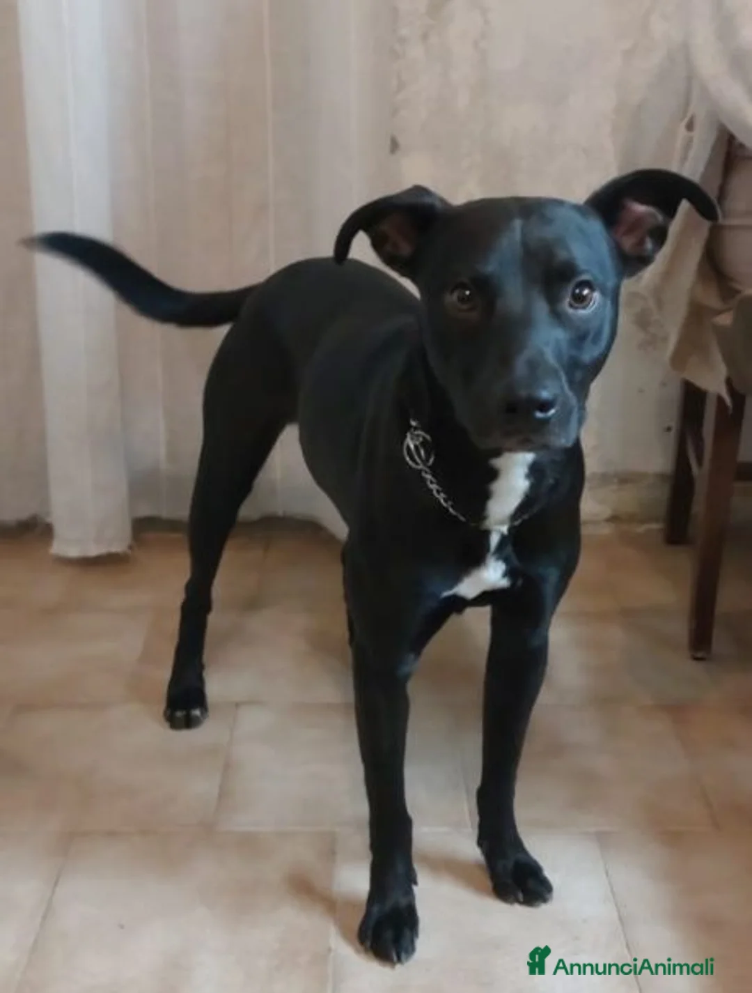 Meticcio cani in regalo: TYSON bravo e ben educato - Annuncio 3