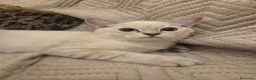 Scottish gatti in regalo: Micini scottish molto uniti  a Provincia di Bergamo - Annuncio 10
