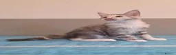 Maine Coon gatti in vendita: Cucciolata F Dolci Fusa - Annuncio 7