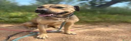 Meticcio cani in regalo: Bobby, semplicemente fantastico - Annuncio 3