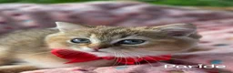 British gatti in vendita: Cuccioli British Golden e Silver - Annuncio 20