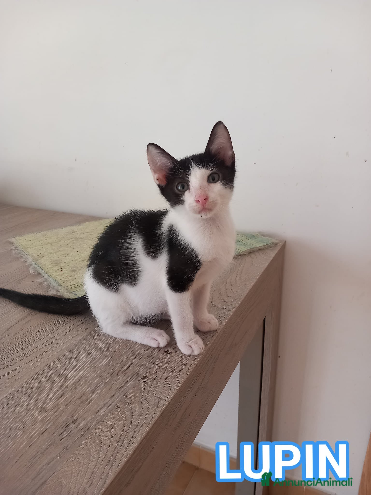 Europeo gatti Dolce micino da adottare, LUPIN! - Annuncio 8