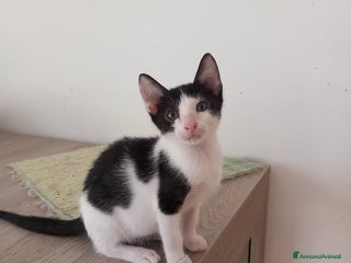 Europeo gatti Dolce micino da adottare, LUPIN! - Annuncio 1