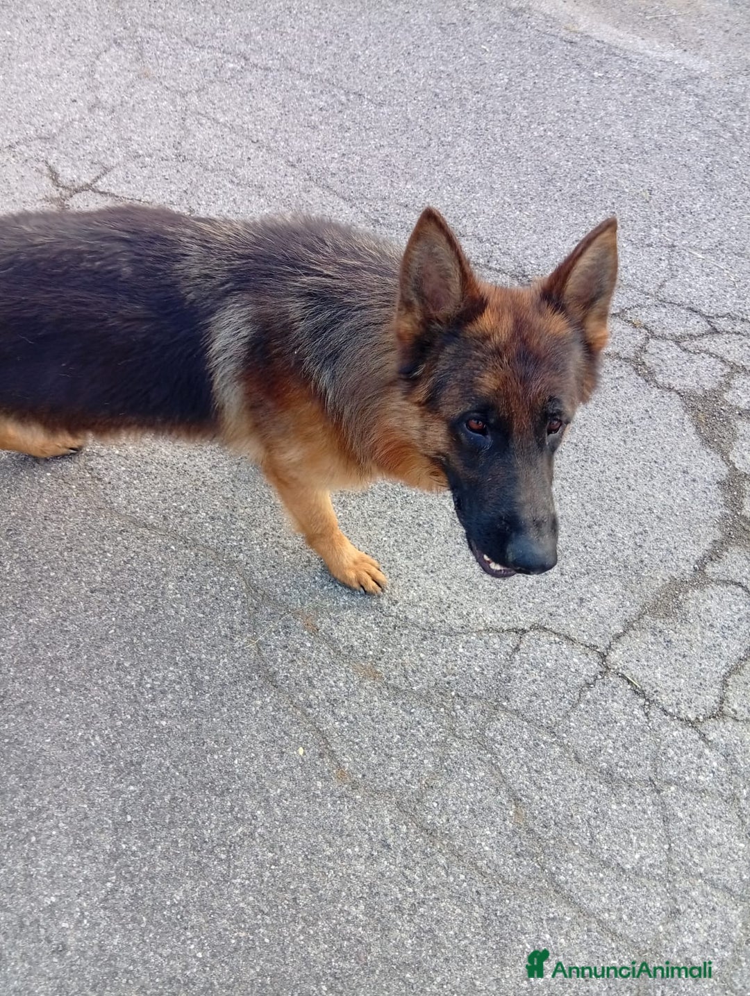 Pastore Tedesco cani in vendita: splendidi cuccioli  - Annuncio 2