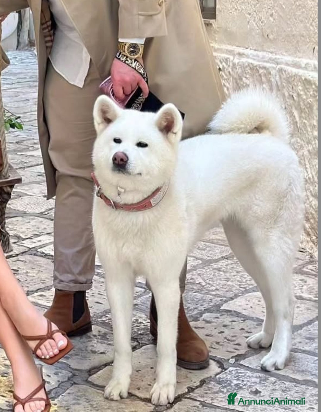 Akita Inu cani in vendita: Vendesi cuccioli Akita Inu ALTA GENEALOGIA  - Annuncio 1