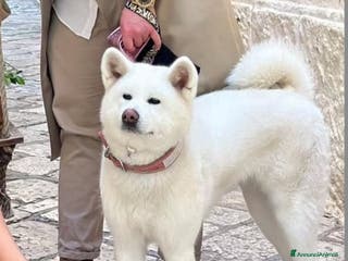 Akita Inu cani Vendesi cuccioli Akita Inu ALTA GENEALOGIA - Annuncio 3